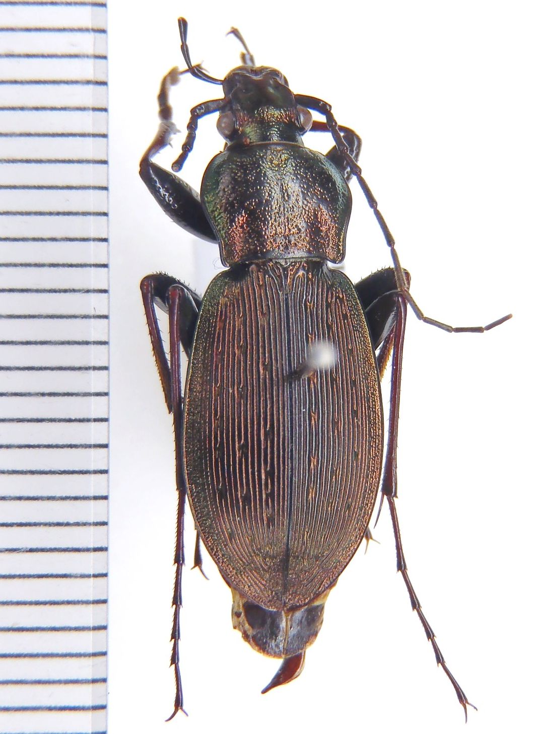 グルジア産 美麗オサムシ carabus sp - 通販 - webdemodxb.com